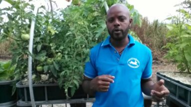 Introducing Seans Rabbitry & Aquaponic Produce - Part 1