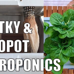 Kratky Hydroponics & New Autopot System