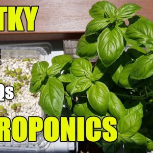 Kratky Hydroponics Progress & FAQs