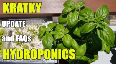 Kratky Hydroponics Progress & FAQs