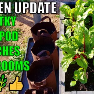 Kratky Hydroponics, Root Pouch Potatoes, Vegepod & MORE