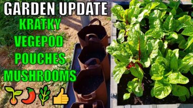 Kratky Hydroponics, Root Pouch Potatoes, Vegepod & MORE