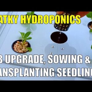 Kratky Hydroponics | Tub Upgrade, Sowing & Transplanting Seeds