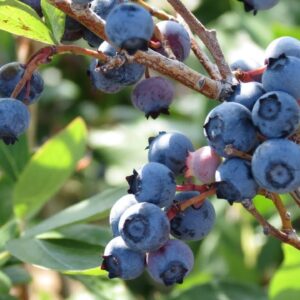 Growing Blueberries in Containers | Fertilising, Acidifying the Soil & Overwintering