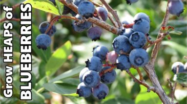 Growing Blueberries in Containers | Fertilising, Acidifying the Soil & Overwintering