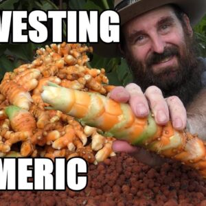 MAMMOTH Turmeric Harvest From the Aquaponics