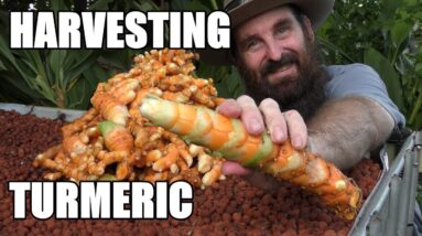 MAMMOTH Turmeric Harvest From the Aquaponics