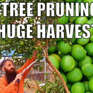 MASSIVE Tahitian Lime HARVEST & Pruning Tips