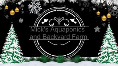 Merry Christmas Aquaponic update 26/12/2020