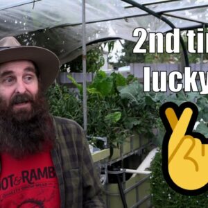 Mini Aquaponic Harvest & Renovation Update