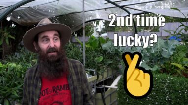 Mini Aquaponic Harvest & Renovation Update