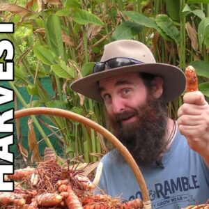 Monster Turmeric Harvest | How Does Turmeric Grow?