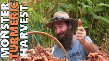 Monster Turmeric Harvest | How Does Turmeric Grow?