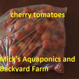 my  Aquaponic cherry tomatoes