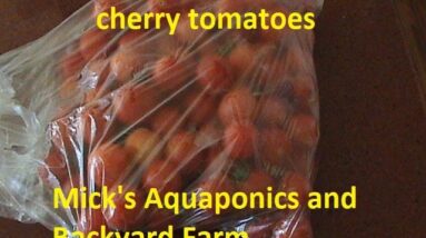 my  Aquaponic cherry tomatoes