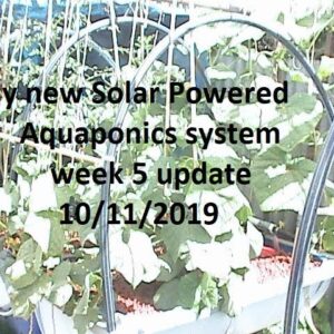 My new Solar Powered Aquaponics system week 5 update  10/11/2019