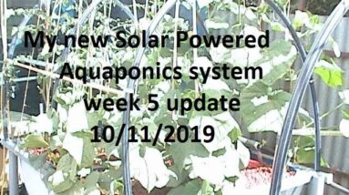 My new Solar Powered Aquaponics system week 5 update  10/11/2019