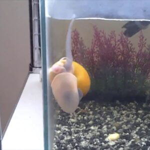 mystery snails