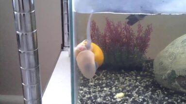 mystery snails