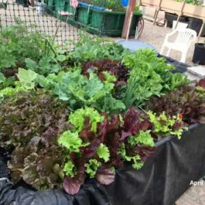 1 month March-April/2018 3-Hour Farm Aquaponics System (New Victory Garden)