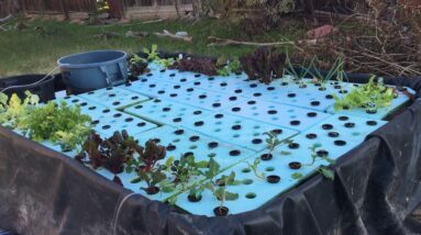 How we grow 400 pounds of our food in a Kiddie Pool: 3-Hour Farm DIY Aquaponics Update #1.