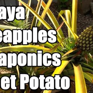 Growing Pineapples, Papaya, Sweet Potatoes & Aquaponics | Backyard Farm Update