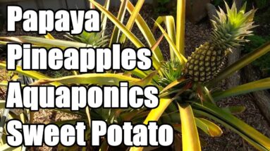 Growing Pineapples, Papaya, Sweet Potatoes & Aquaponics | Backyard Farm Update