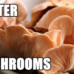 Oyster Mushroom Harvest & Questions