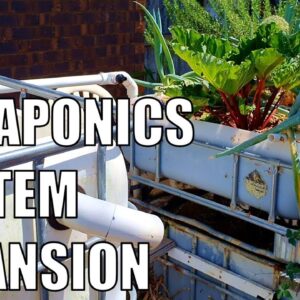 Parents Aquaponics System Expansion | A Well Overdue Update