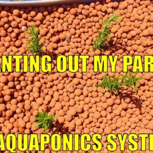 Planting out my Parents Aquaponics System