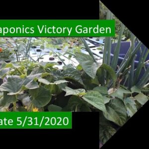 UPDATE 5/31/2020 AQUPONICS VICTORY GARDEN DEMONSTRATION PROJECT: ONE WEEK AFTER 5/24/2020