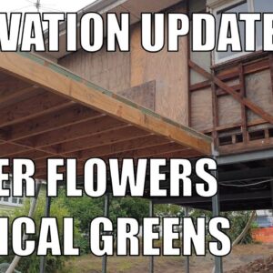 Renovation Update, Aquaponic Subtropical Greens & Ginger Flower