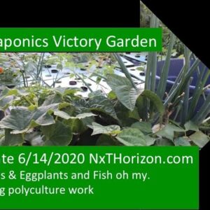 AQUAPONICS VICTORY GARDEN UPDATE: MELONS & EGGPLANTS & FISH - MAKING POLYCULTURE WORK 6:14:2020