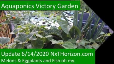 AQUAPONICS VICTORY GARDEN UPDATE: MELONS & EGGPLANTS & FISH - MAKING POLYCULTURE WORK 6:14:2020