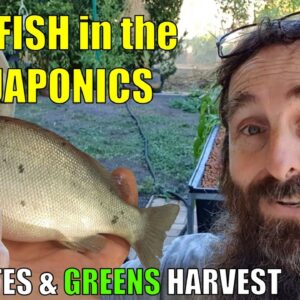 Aquaponics System | NEW FISH, Feed Rates & MORE 🐟🌱🌱