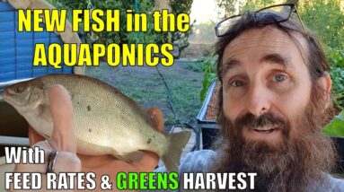 Aquaponics System | NEW FISH, Feed Rates & MORE 🐟🌱🌱