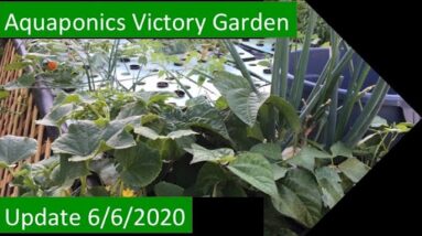 UPDATE 6:6:2020 AQUAPONICS VICTORY GARDEN DEMONSTRATION PROJECT -  THE IDEA HERE IS TO DO IT AGAIN!