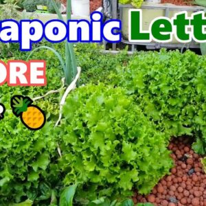 Saving Lettuce seeds, Aquaponics & Pineapple flowers | BACKYARD FARM Update