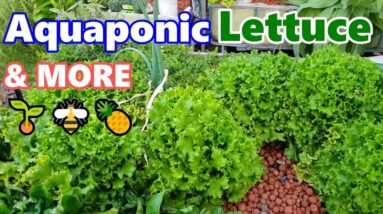 Saving Lettuce seeds, Aquaponics & Pineapple flowers | BACKYARD FARM Update