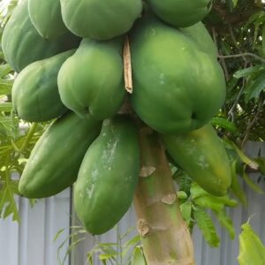 Small Papaya Harvest & Over Flowing Aquaponic System