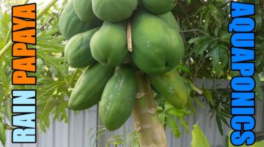 Small Papaya Harvest & Over Flowing Aquaponic System