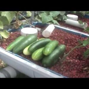 Solar Powered Aquaponics  update  14- 3- 2020