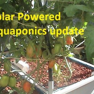 Solar Powered Aquaponics update 27/5/2020