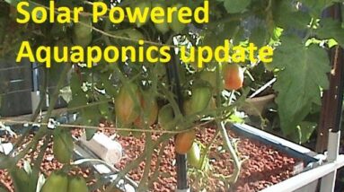 Solar Powered Aquaponics update 27/5/2020