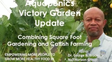 11:27:2020-Combining Square Foot Gardening & Catfish Farming Aquaponics Victory Garden Update