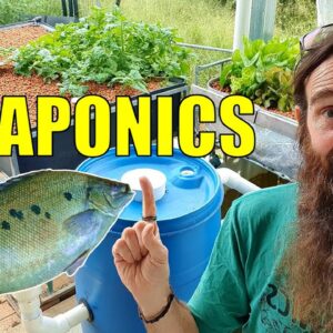 Starting an Aquaponics System | How to Start & What You Need