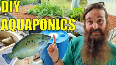 Starting an Aquaponics System | How to Start & What You Need