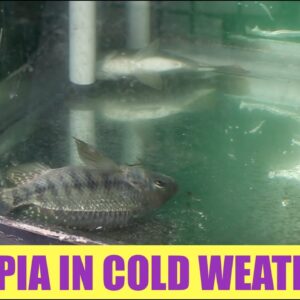 Tilapia And Cold Water | Ask The Aquaponics God Ep15