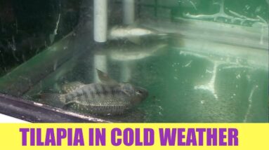 Tilapia And Cold Water | Ask The Aquaponics God Ep15