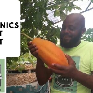 Trinidad Aquaponics - Aquaponics First Fruit